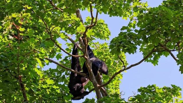 The black-headed spider monkey, Ateles fusciceps is a species of spider monkey, a type of New World monkey, from Central and South America.