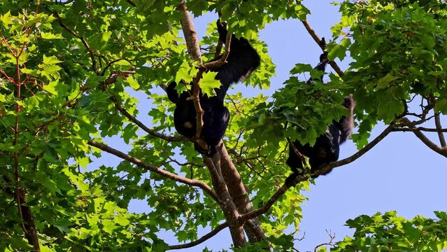 The black-headed spider monkey, Ateles fusciceps is a species of spider monkey, a type of New World monkey, from Central and South America.