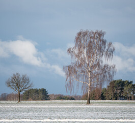 A thin layer of snow in the field. Sunny day in winter. Winter rural landscape.