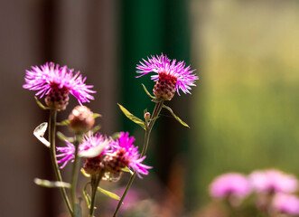 Purple flowers. Natural natural background for a variety of purposes.