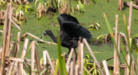 Photograph of a Bare-faced ibis, found in Canoas, Rio Grande do Sul, Brazil.
