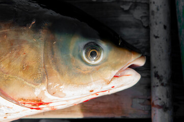 Fish on wooden boat background. Fishing on the river, a fisherman caught a fish. Fishing spinning and nets, male hobby. Commercial fishing.