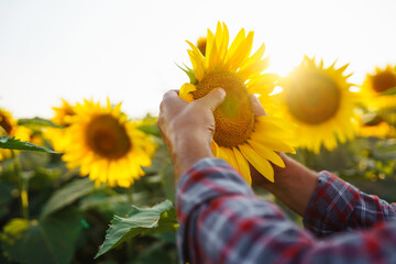 Farmer standing in the sunflower field, looking at sunflower seeds. The concept of the agricultural business.  © maxbelchenko