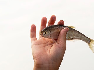 Fish in the hands of man. Fishing, favorite hobby, recreation.