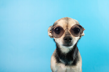 dog clothes, pet accessories, puppy in sunglasses on a blue background, copy space