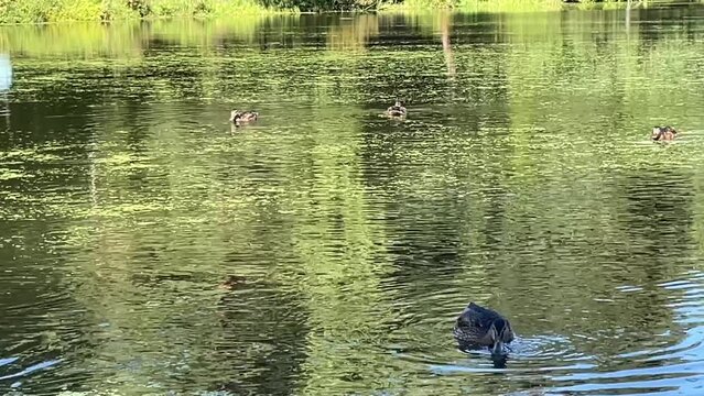 mallard ducks eat food in the water on the pond