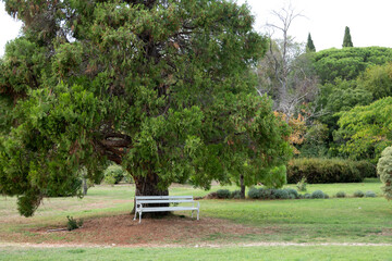 Alter Baum / Old tree . Nationalpark Brijuni . National Park Brijuni . Istrien / Istria . Kroatien/Croatia . Europe