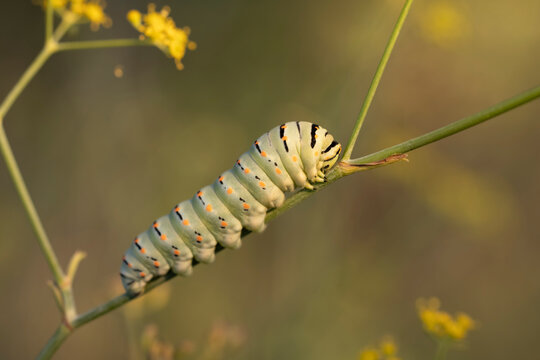 Papilio machaon caterpillar.