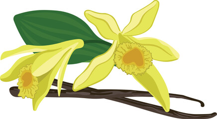 Fototapeta na wymiar Vanilla planifolia ripe brown sticks and flowers vector image on white background