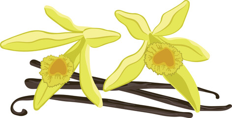Vanilla planifolia ripe sticks and flowers vector image on white background