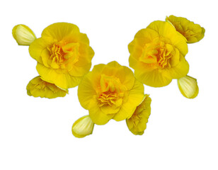 Yellow flowers isolated on White background