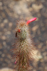 Top part of a cleistocactus cactus with fruit and beginning flower
