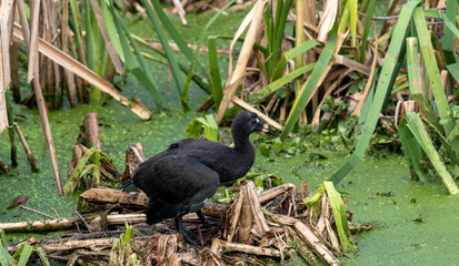 Photograph of a Bare-faced ibis, found in Canoas, Rio Grande do Sul, Brazil.	