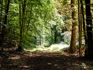 footpath in the woods