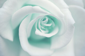 White rose close-up, soft selective focus, in soft toning. Floral vintage background.