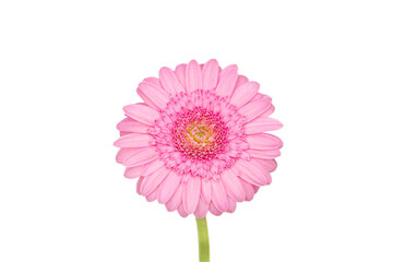 Pink gerber daisy close up isolated on white background
