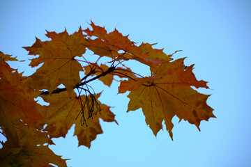 Yellowing maple foliage against blue sky.