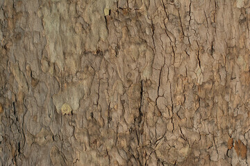 Bark pattern is seamless texture from tree. For background wood work, Bark of brown hardwood, thick...