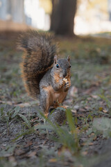 squirrel in the park
