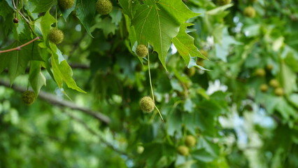 Fototapeta premium Leaves and fruits of Platanus occidentalis, also known as American sycamore. Leaves and fruits of Platanus occidentalis, also known as American sycamore.