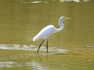 A great egret wading through the shallow wetland waters of the Bombay Hook National Wildlife Refuge, in Kent County, Smyrna, Delaware.