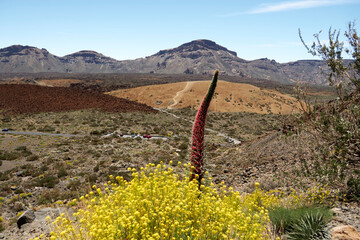 Red Bugloss towering over Teide Volcano crater