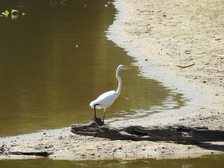 A great egret walking along the shores of the Bombay Hook National Wildlife Refuge, in Kent County, Smyrna, Delaware.