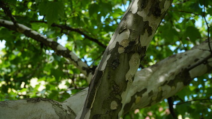 The trunk, bark, leaves and fruits of Platanus occidentalis, also known as the American, London...