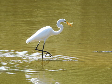A great egret with a fish in its beak, wading through the shallow wetland waters of the Bombay Hook National Wildlife Refuge, in Kent County, Smyrna, Delaware.