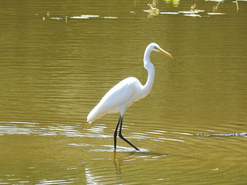 A great egret wading through the shallow wetland waters of the Bombay Hook National Wildlife Refuge, in Kent County, Smyrna, Delaware.