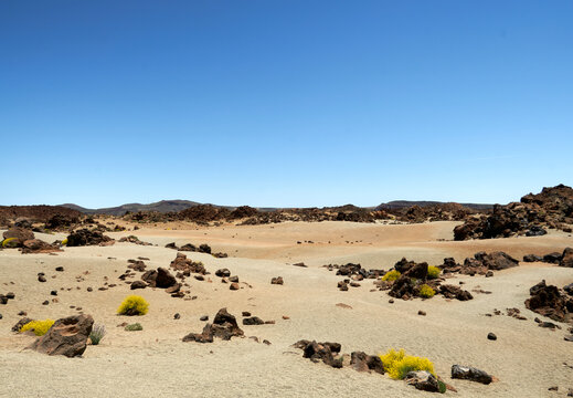 Stone desert with yellow flowers