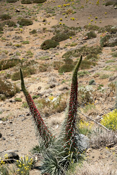 Pair of Red buglosses at Teide crater
