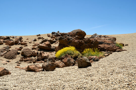 Yellow flower on lava rocks in stone desert
