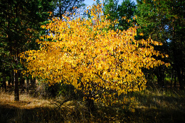 Wild apple tree with bright yellow foliage in autumn against background green pines.