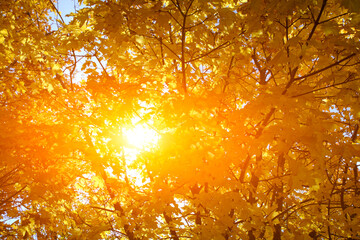 Sun rays breaking through thick yellowed autumn maple foliage.