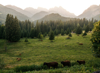 dolomite valley shrouded in afternoon light