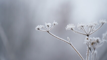 Beautiful autumn foggy landscape with country road. Autumn foggy morning and hoarfrost on the grass in a picturesque forest.
