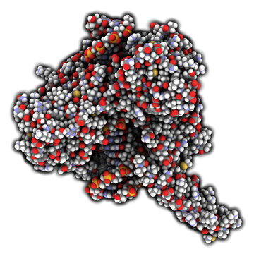 Topoisomerase I (topo I) DNA binding enzyme. Target of a number of chemotherapy drugs used against cancer.