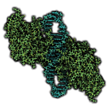 NF-kB (nuclear factor kappa-light-chain-enhancer of activated B cells) protein complex. Plays a role in cancer and inflammation.