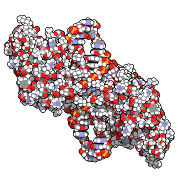 NF-kB (nuclear factor kappa-light-chain-enhancer of activated B cells) protein complex. Plays a role in cancer and inflammation.