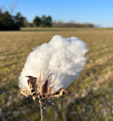 Cotton plant growing in a cotton field