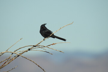 Male phainopepla perched on a thin branch in the Mojave Desert, Clark County, Nevada.