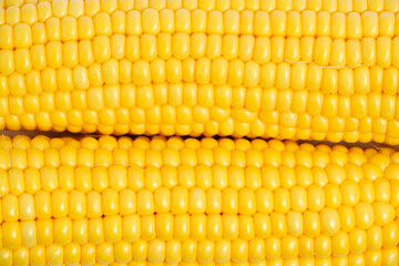 Background, two ears corn closeup.