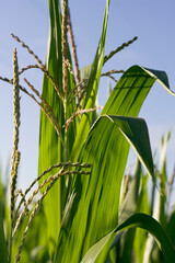 Fototapeta premium vertical close up of corn field with blue sky