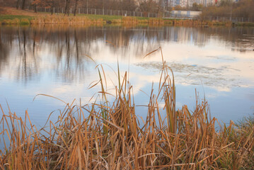 reeds in the water