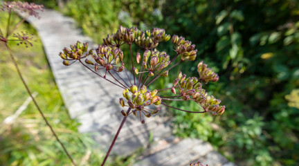 The seedhead of wild parsnip with a boardwalk in a park in the background. - obrazy, fototapety, plakaty