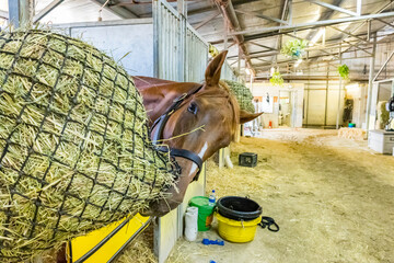 A chestnut Thoroughbred racehorse eating hay from a hay net in a stall in a large barn. © Margaret Burlingham