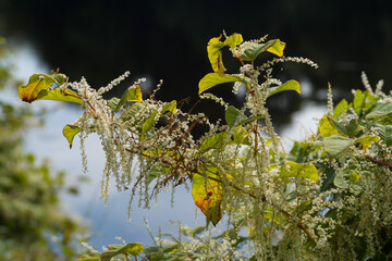  Japanese Knotweed plant flowering in early autumn.