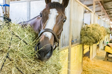 The face of a bay Thoroughbred racehorse filly with a large blaze looking at the camera with wide eyes in a stall with a hay net in a barn. © Margaret Burlingham