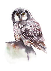 Hawk owl. Watercolor illustration for children's publications, prints, postcards. Wildlife animals. - 532841203